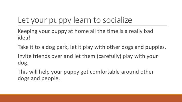 How To Socialize A Puppy At A Dog Park How To Socialize A Puppy At A Dog Park