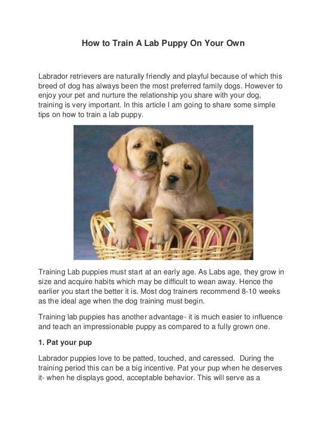 How to Train a Lab Puppy on Your Own