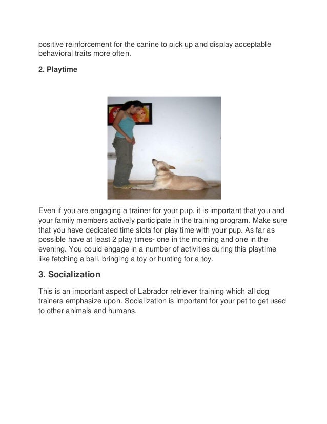 How to Train a Lab Puppy on Your Own