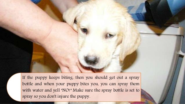 how to a puppy to not bite how to a puppy not to bite taunton how to a puppy to not bite how to a puppy not to bite taunton
