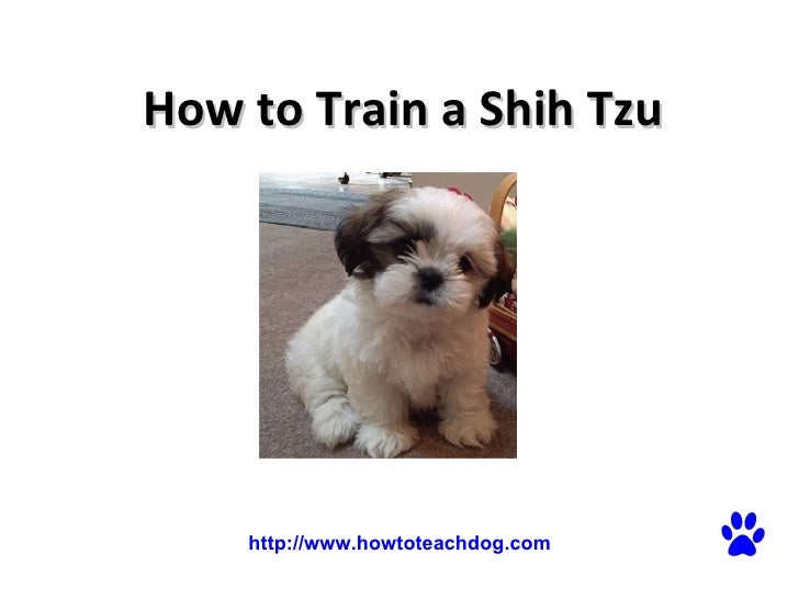 How to Train a Shih Tzu