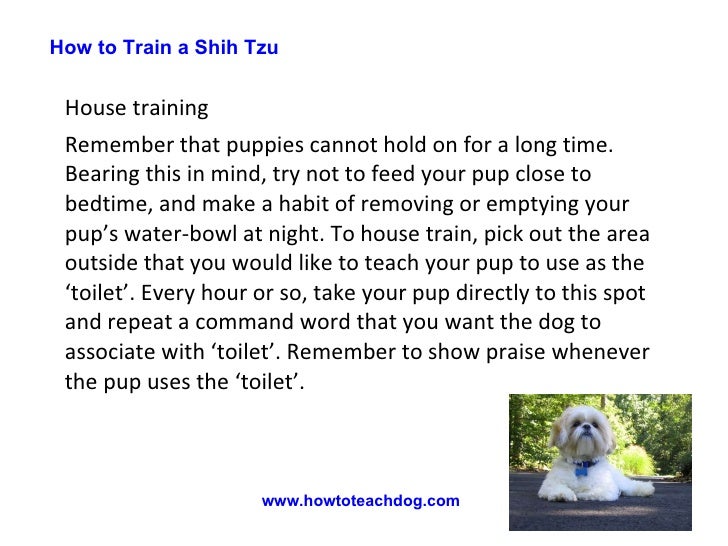 how to house a shih tzu how to a shih tzu how to house a shih tzu how to a shih tzu