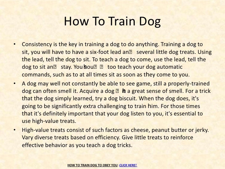 How To Train Your Dog To Obey You How To Train Your Dog To Obey You