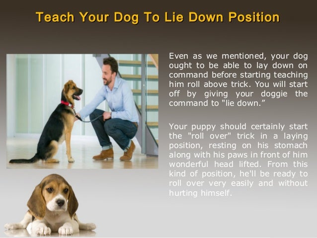 How can one train a dog to lie down?