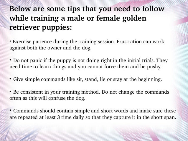 how to your golden retriever puppy how to your golden retriever puppies how to your golden retriever puppy how to your golden retriever puppies