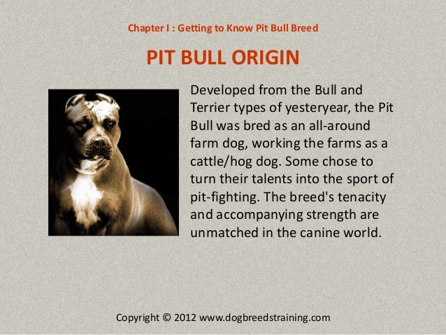 pit bull origin colby