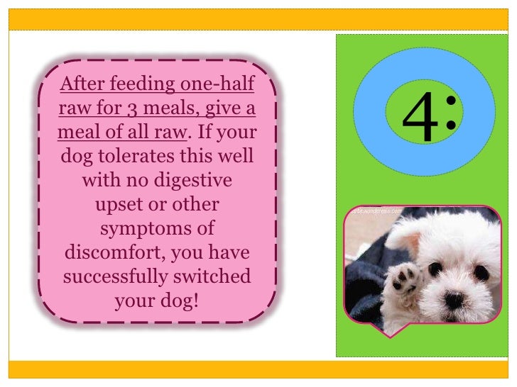 Food To Give Dogs After Vomiting Food To Give Dogs After Vomiting