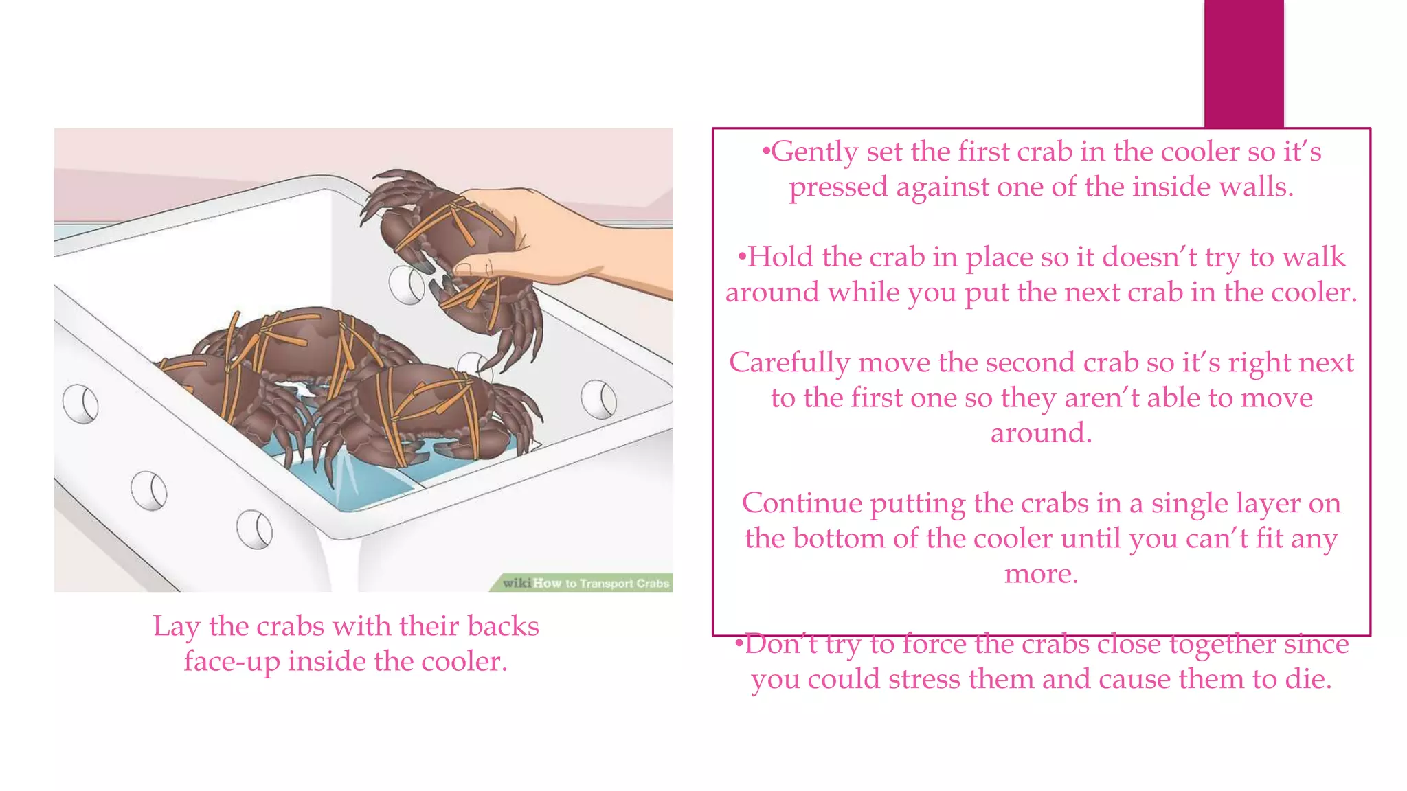 Transportation of live crab and their process PPT