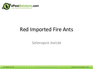 Call 1-888-523-7378Call 1-888-523-7378
Red Imported Fire Ants
Solenopsis invicta
http://www.epestsolutions.com/© 2012 ePestSolutions. All rights reserved.
 