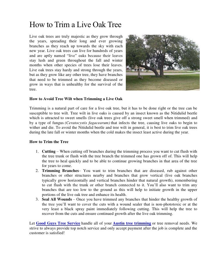 How To Trim A Live Oak Tree