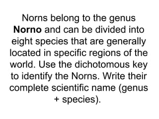 Norns belong to the genus
Norno and can be divided into
eight species that are generally
located in specific regions of the
world. Use the dichotomous key
to identify the Norns. Write their
complete scientific name (genus
+ species).
 