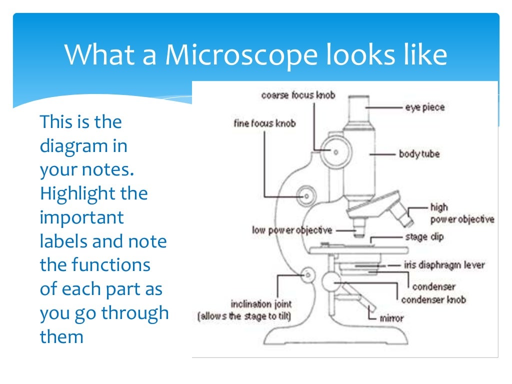 How to use a microscope