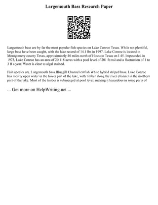 Largemouth Bass Research Paper
Largemouth bass are by far the most popular fish species on Lake Conroe Texas. While not plentiful,
large bass have been caught, with the lake record of 14.1 lbs in 1997. Lake Conroe is located in
Montgomery county Texas, approximately 40 miles north of Houston Texas on I 45. Impounded in
1973, Lake Conroe has an area of 20,118 acres with a pool level of 201 ft msl and a fluctuation of 1 to
3 ft a year. Water is clear to algal stained.
Fish species are, Largemouth bass Bluegill Channel catfish White hybrid striped bass. Lake Conroe
has mostly open water in the lower part of the lake, with timber along the river channel in the northern
part of the lake. Most of the timber is submerged at pool level, making it hazardous in some parts of
... Get more on HelpWriting.net ...
 