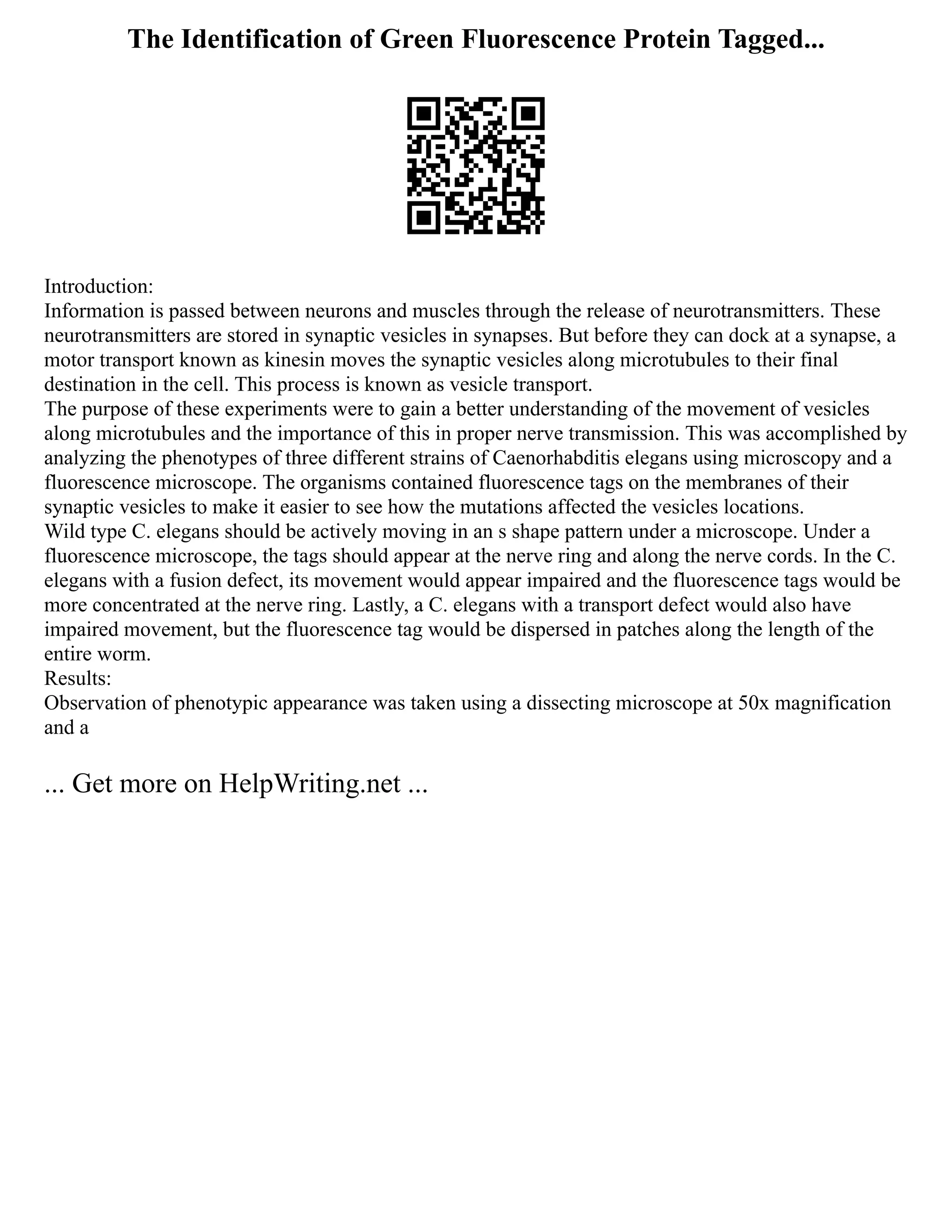 The Identification of Green Fluorescence Protein Tagged...
Introduction:
Information is passed between neurons and muscles through the release of neurotransmitters. These
neurotransmitters are stored in synaptic vesicles in synapses. But before they can dock at a synapse, a
motor transport known as kinesin moves the synaptic vesicles along microtubules to their final
destination in the cell. This process is known as vesicle transport.
The purpose of these experiments were to gain a better understanding of the movement of vesicles
along microtubules and the importance of this in proper nerve transmission. This was accomplished by
analyzing the phenotypes of three different strains of Caenorhabditis elegans using microscopy and a
fluorescence microscope. The organisms contained fluorescence tags on the membranes of their
synaptic vesicles to make it easier to see how the mutations affected the vesicles locations.
Wild type C. elegans should be actively moving in an s shape pattern under a microscope. Under a
fluorescence microscope, the tags should appear at the nerve ring and along the nerve cords. In the C.
elegans with a fusion defect, its movement would appear impaired and the fluorescence tags would be
more concentrated at the nerve ring. Lastly, a C. elegans with a transport defect would also have
impaired movement, but the fluorescence tag would be dispersed in patches along the length of the
entire worm.
Results:
Observation of phenotypic appearance was taken using a dissecting microscope at 50x magnification
and a
... Get more on HelpWriting.net ...
 