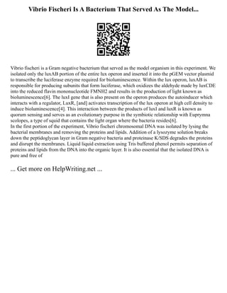 Vibrio Fischeri Is A Bacterium That Served As The Model...
Vibrio fischeri is a Gram negative bacterium that served as the model organism in this experiment. We
isolated only the luxAB portion of the entire lux operon and inserted it into the pGEM vector plasmid
to transcribe the luciferase enzyme required for bioluminescence. Within the lux operon, luxAB is
responsible for producing subunits that form luciferase, which oxidizes the aldehyde made by luxCDE
into the reduced flavin mononucleotide FMNH2 and results in the production of light known as
bioluminescence[6]. The luxI gene that is also present on the operon produces the autoinducer which
interacts with a regulator, LuxR, [and] activates transcription of the lux operon at high cell density to
induce bioluminescence[4]. This interaction between the products of luxI and luxR is known as
quorum sensing and serves as an evolutionary purpose in the symbiotic relationship with Euprymna
scolopes, a type of squid that contains the light organ where the bacteria resides[6].
In the first portion of the experiment, Vibrio fischeri chromosomal DNA was isolated by lysing the
bacterial membranes and removing the proteins and lipids. Addition of a lysozyme solution breaks
down the peptidoglycan layer in Gram negative bacteria and proteinase K/SDS degrades the proteins
and disrupt the membranes. Liquid liquid extraction using Tris buffered phenol permits separation of
proteins and lipids from the DNA into the organic layer. It is also essential that the isolated DNA is
pure and free of
... Get more on HelpWriting.net ...
 