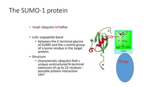 The SUMO-1 protein
• Small Ubiquitin MOdifier
• Link: isopeptide bond
• between the C-terminal glycine
of SUMO and the e-a...