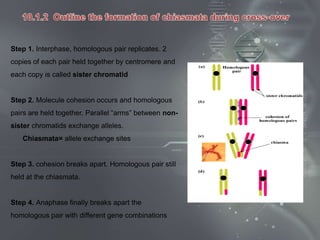 Step 1. Interphase, homologous pair replicates. 2
copies of each pair held together by centromere and
each copy is called sister chromatid


Step 2. Molecule cohesion occurs and homologous
pairs are held together. Parallel “arms” between non-
sister chromatids exchange alleles.
   Chiasmata= allele exchange sites


Step 3. cohesion breaks apart. Homologous pair still
held at the chiasmata.


Step 4. Anaphase finally breaks apart the
homologous pair with different gene combinations
 