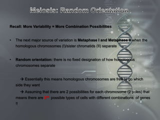 Recall: More Variability = More Combination Possibilities


•   The next major source of variation is Metaphase I and Metaphase II when the
    homologous chromosomes (I)/sister chromatids (II) separate


•   Random orientation: there is no fixed designation of how homologous
    chromosomes separate


          Essentially this means homologous chromosomes are free to go which
    side they want
          Assuming that there are 2 possibilities for each chromosome (2 poles) that
    means there are 223 possible types of cells with different combinations of genes
    !!
 
