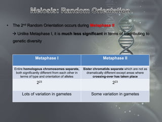 •   The 2nd Random Orientation occurs during Metaphase II

     Unlike Metaphase I, it is much less significant in terms of contributing to
    genetic diversity



                    Metaphase I                                      Metaphase II

     Entire homologous chromosomes separate,            Sister chromatids separate which are not as
      both significantly different from each other in     dramatically different except areas where
         terms of type and orientation of alleles              crossing-over has taken place
                     223                                                   223

          Lots of variation in gametes                       Some variation in gametes
 