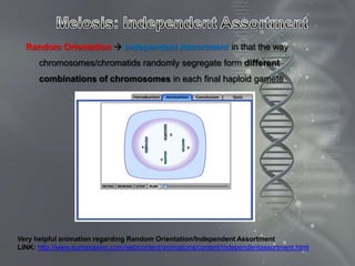 Random Orientation  Independent Assortment in that the way
      chromosomes/chromatids randomly segregate form different
      combinations of chromosomes in each final haploid gamete




Very helpful animation regarding Random Orientation/Independent Assortment
LINK: http://www.sumanasinc.com/webcontent/animations/content/independentassortment.html
 