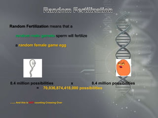 Random Fertilization means that a

    random male gamete sperm will fertilize

    a random female game egg




8.4 million possibilities      x          8.4 million possibilities
               = 70,036,874,418,000 possibilities


…. And this is NOT counting Crossing Over
 