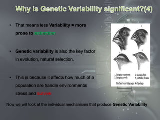 • That means less Variability = more
    prone to extinction



 • Genetic variability is also the key factor
    in evolution, natural selection.



 • This is because it affects how much of a
    population are handle environmental
    stress and survive

Now we will look at the individual mechanisms that produce Genetic Variability
 