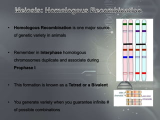 •   Homologous Recombination is one major source
    of genetic variety in animals



•   Remember in Interphase homologous
    chromosomes duplicate and associate during
    Prophase I



•   This formation is known as a Tetrad or a Bivalent



•   You generate variety when you guarantee infinite #
    of possible combinations
 