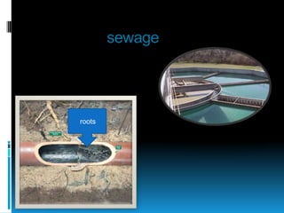 sewage




roots
 