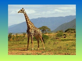 How we classify animals-speaking exercise