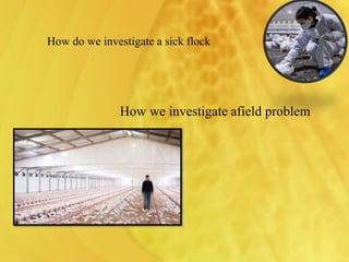 How we investigate afield problem
How do we investigate a sick flock
 