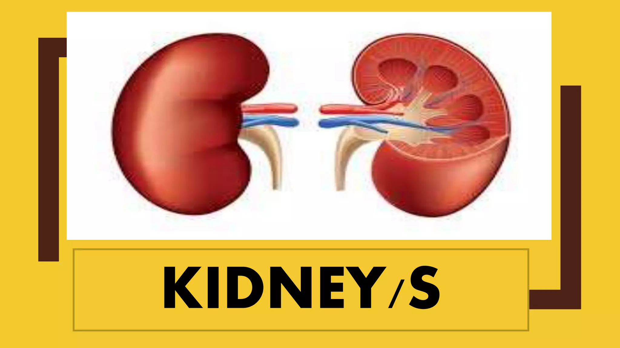 KIDNEY/S
 