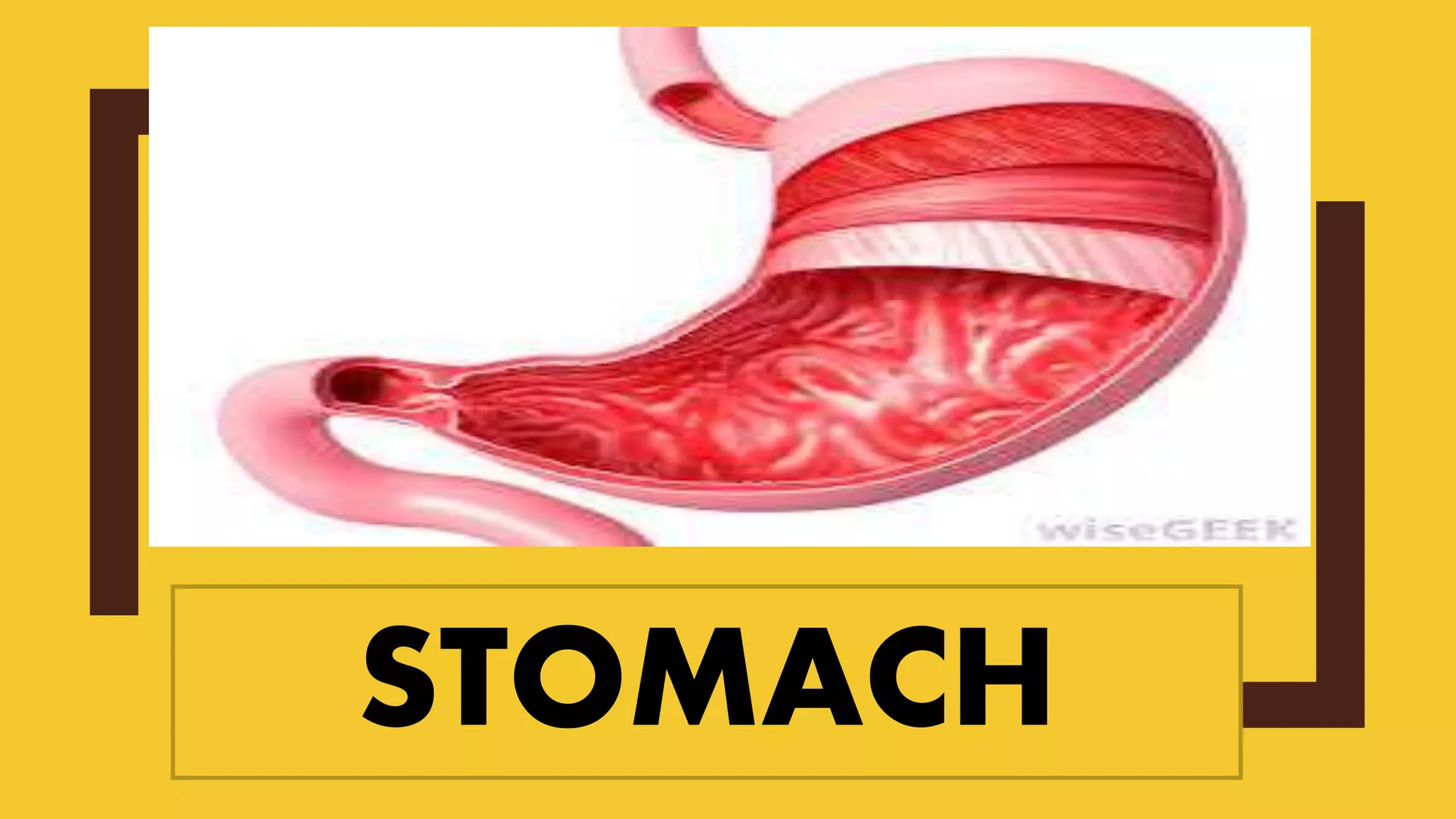 STOMACH
 