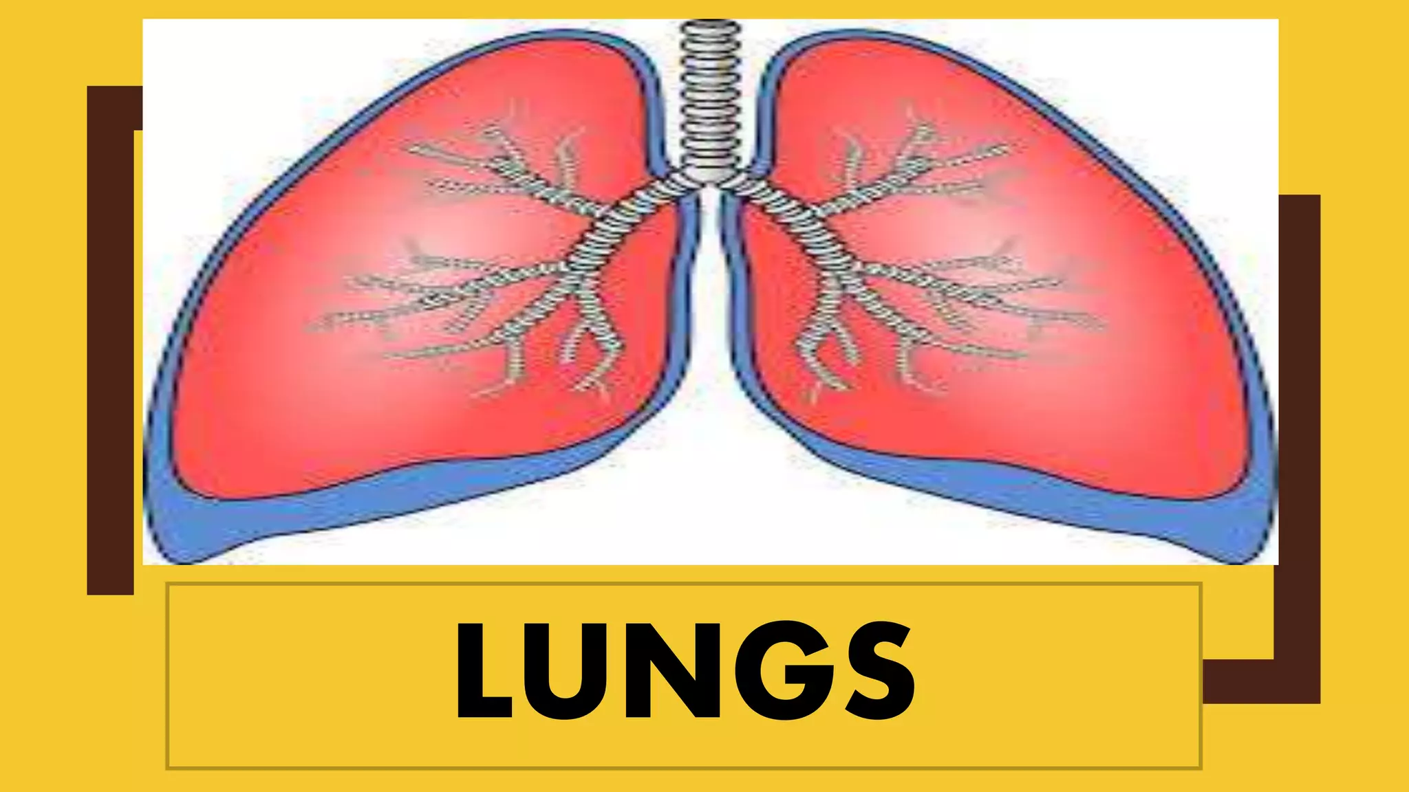 LUNGS
 
