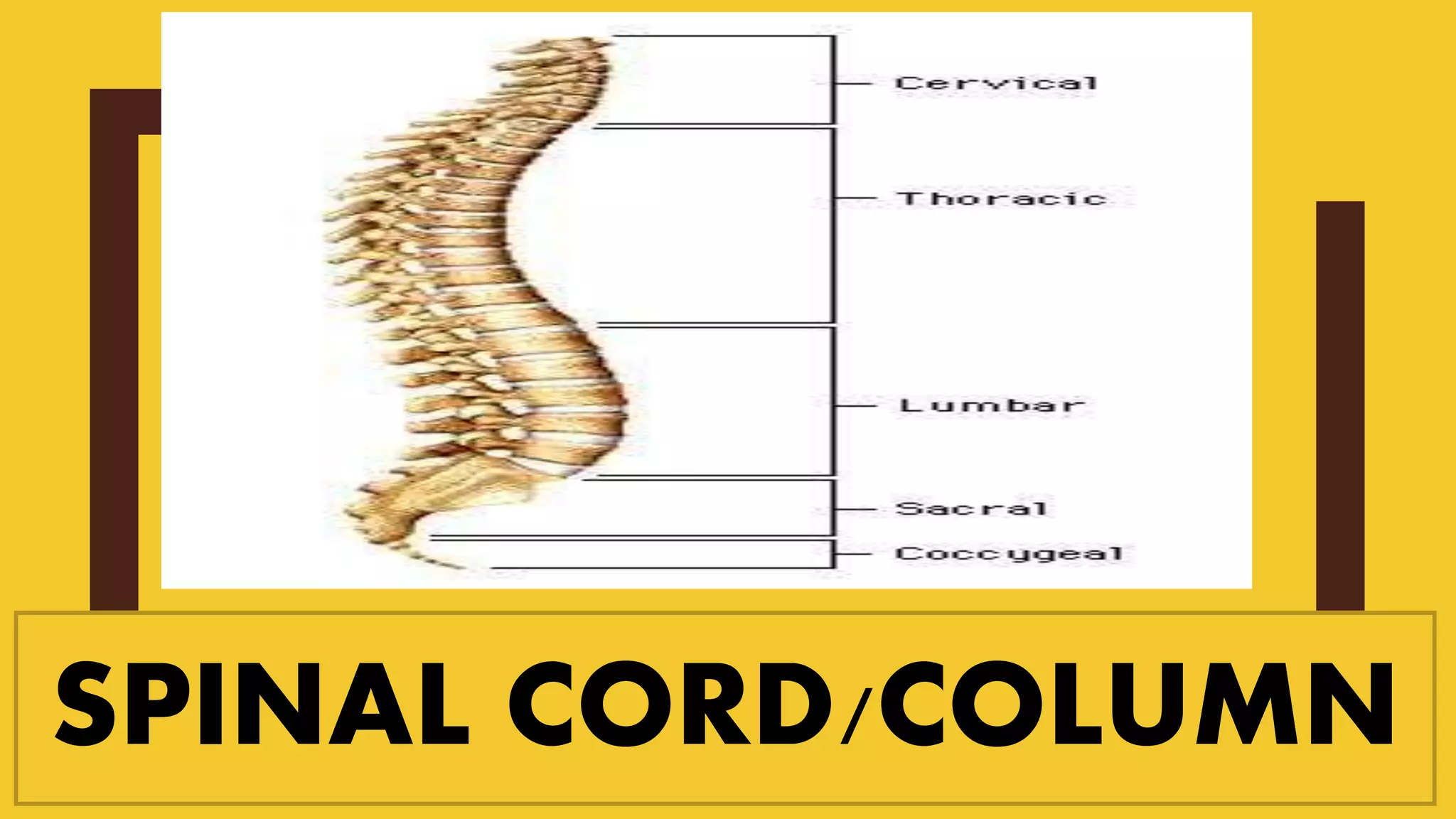 SPINAL CORD/COLUMN
 