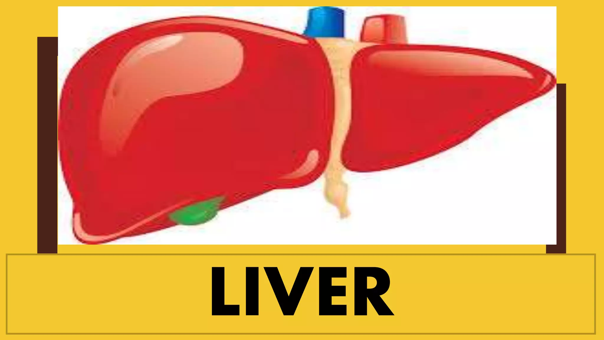 LIVER
 