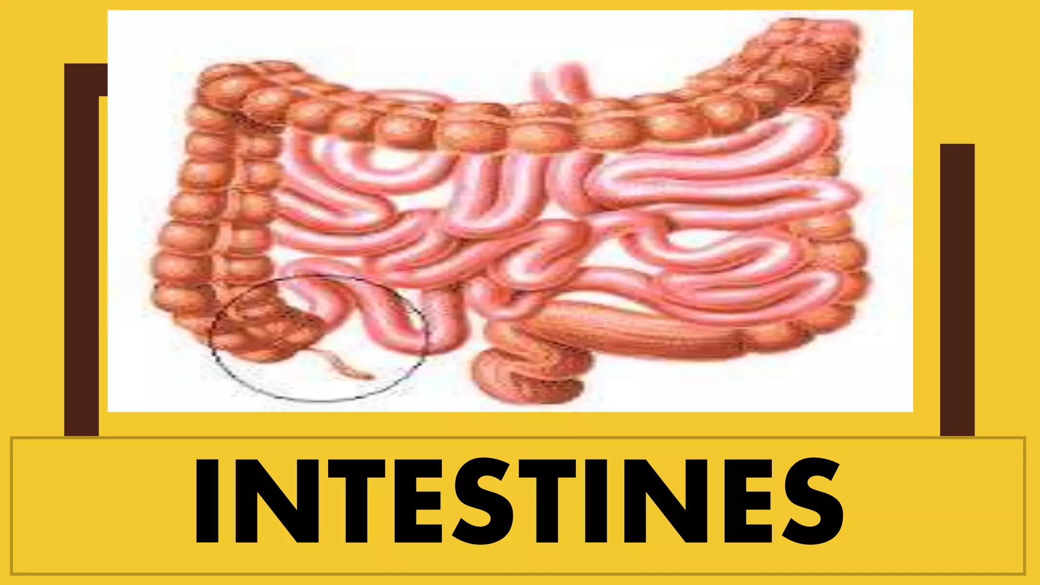 INTESTINES
 