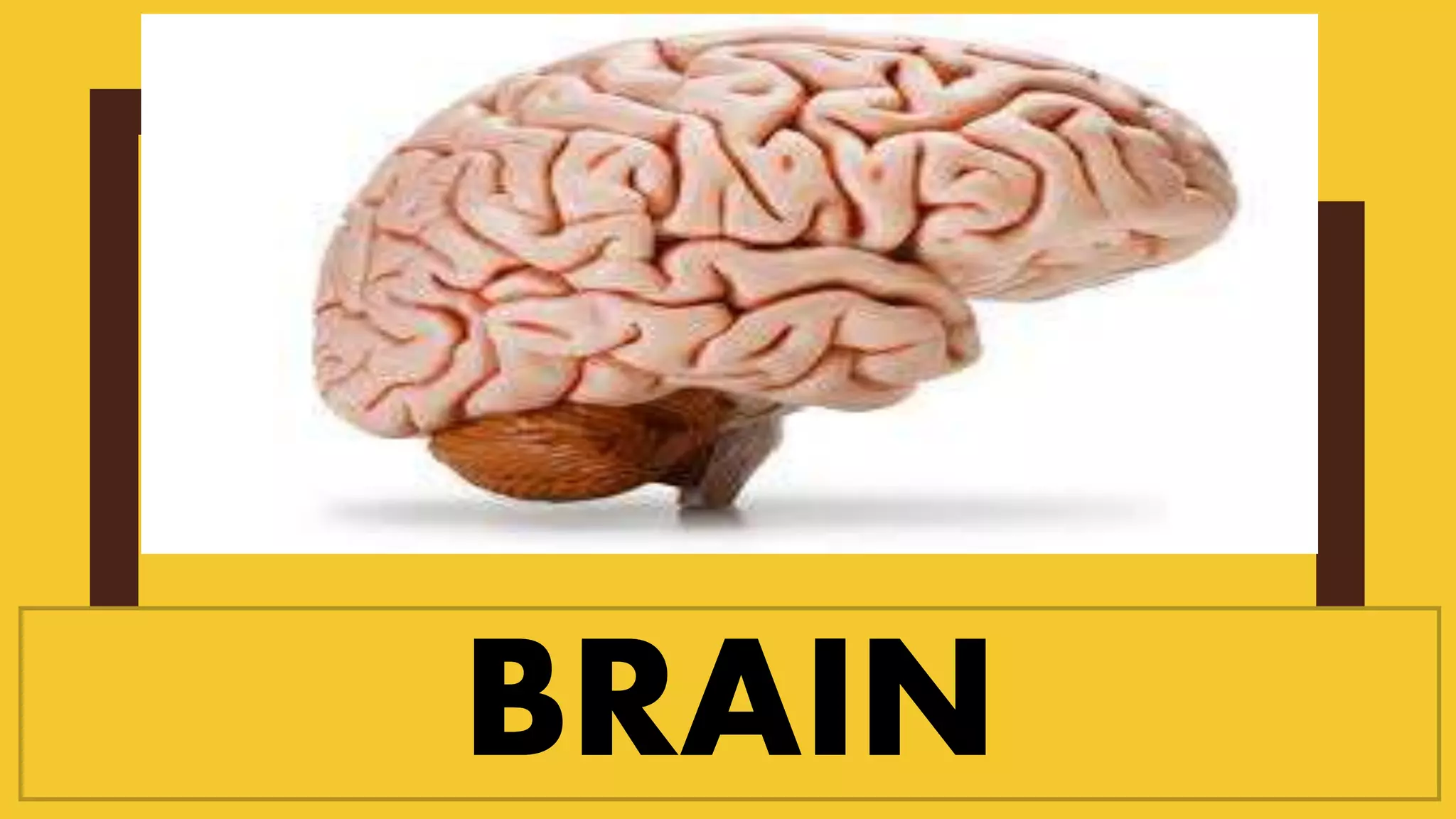 BRAIN
 
