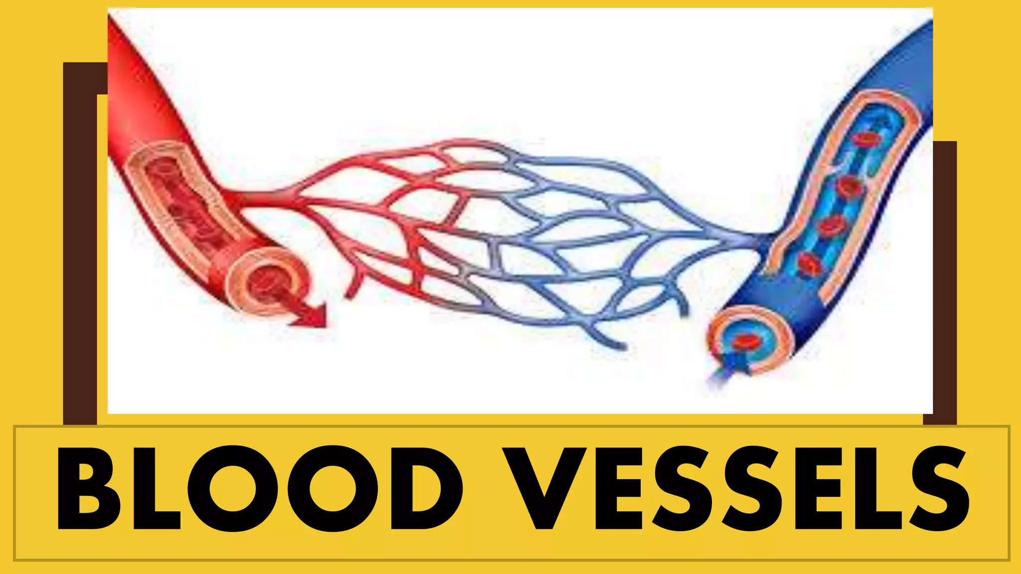 BLOOD VESSELS
 