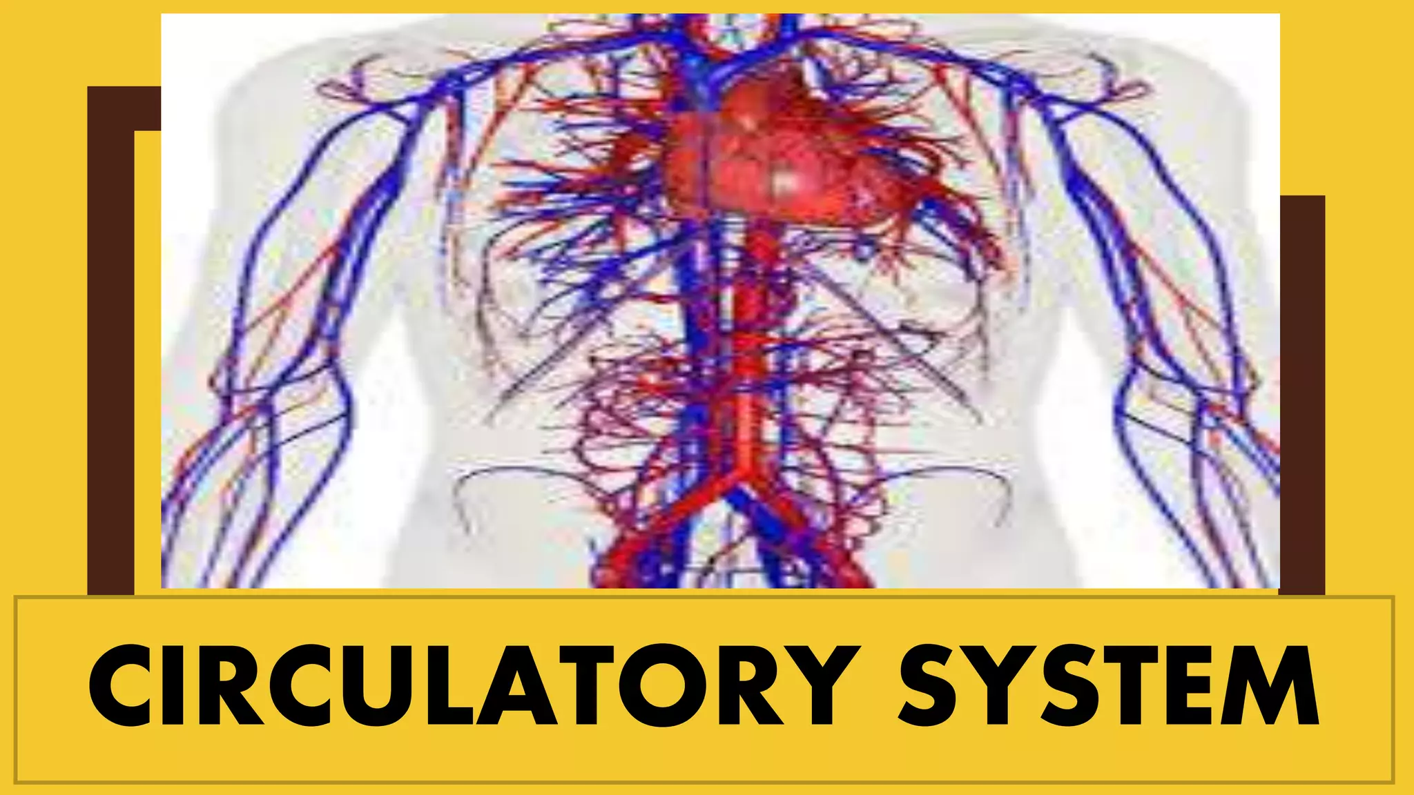 CIRCULATORY SYSTEM
 