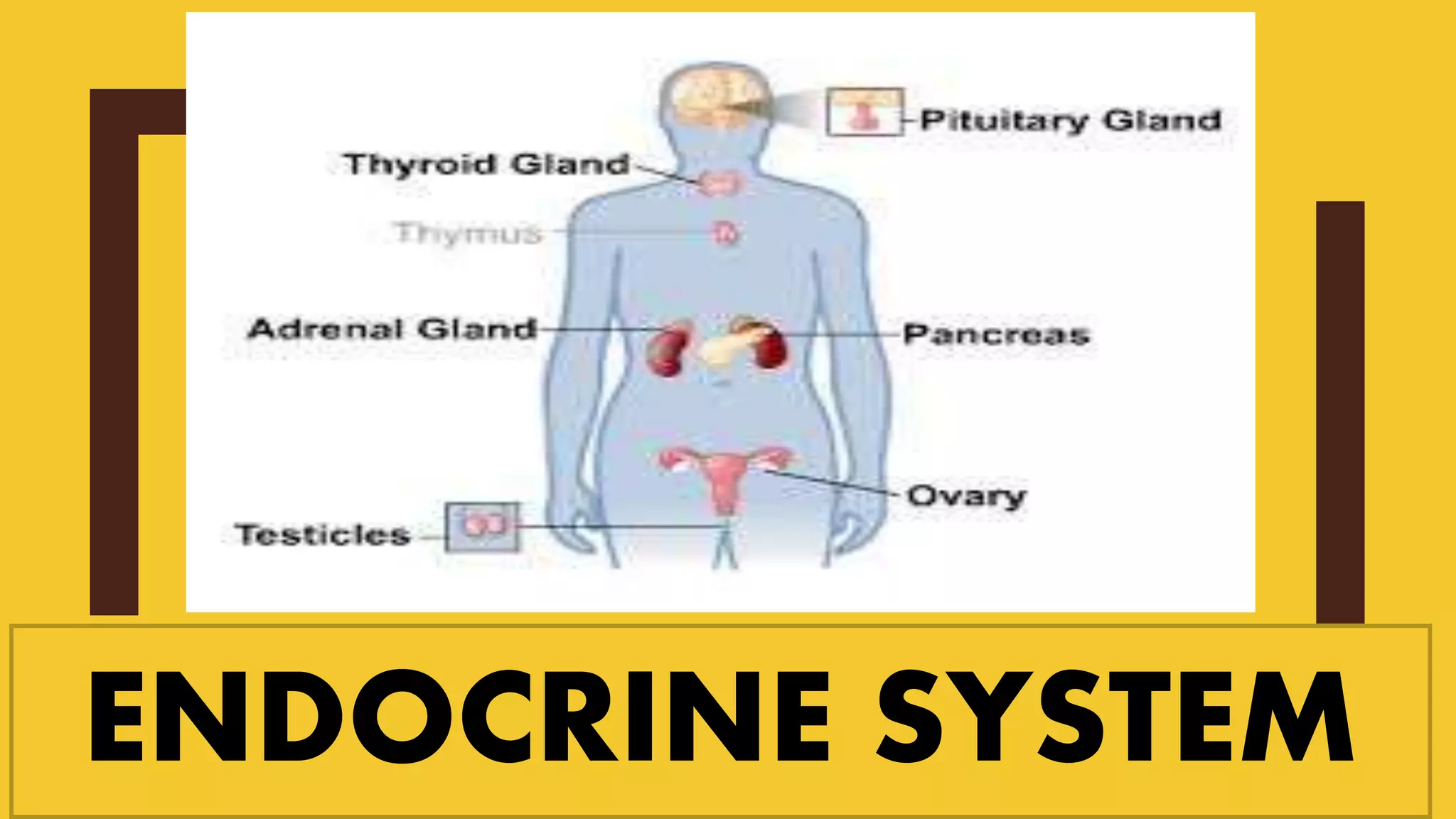 ENDOCRINE SYSTEM
 