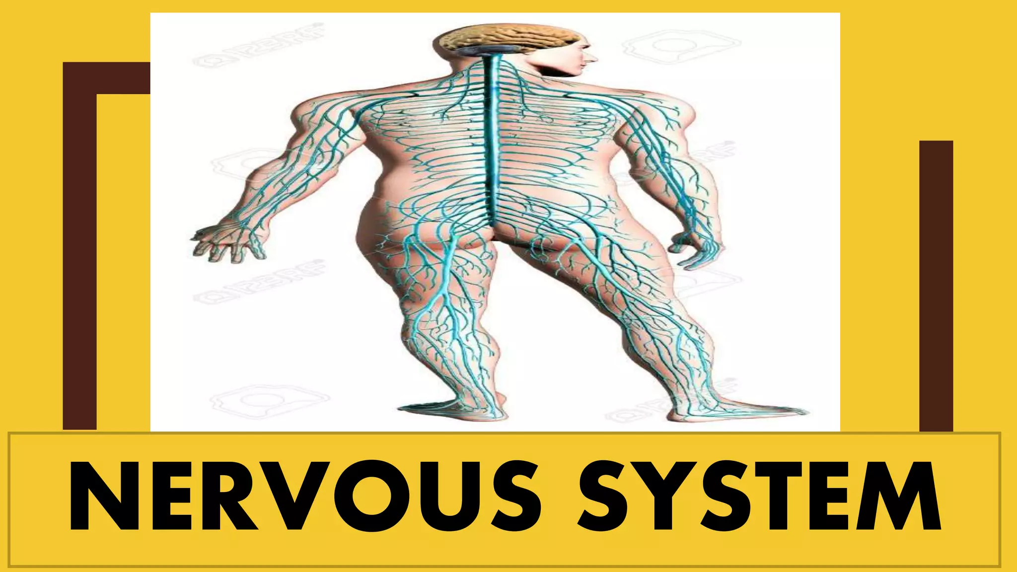 NERVOUS SYSTEM
 
