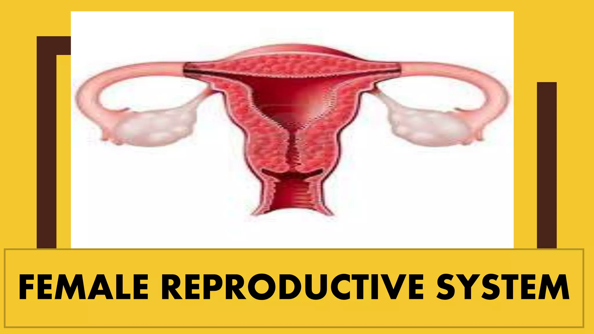 FEMALE REPRODUCTIVE SYSTEM
 