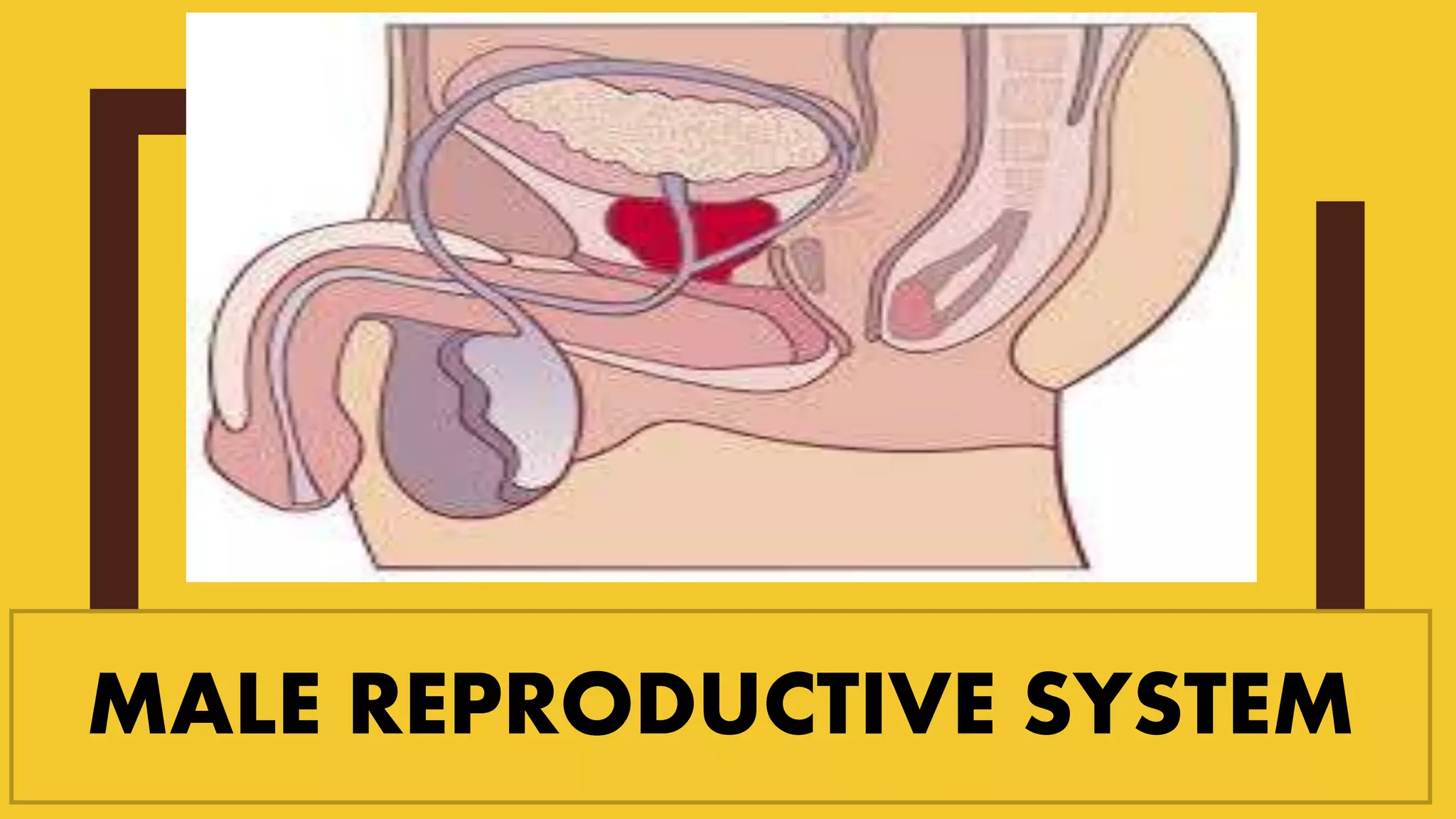 MALE REPRODUCTIVE SYSTEM
 