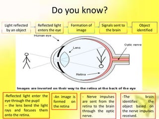 Do you know?
Light reflected    Reflected light    Formation of     Signals sent to        Object
 by an object      enters the eye        image            the brain         identified




-Reflected light enter the   -An image is   - Nerve impulses        -The         brain
eye through the pupil        formed on      are sent from the       identifies     the
-- the lens bend the light   the retina     retina to the brain     object based on
rays and focuses them                       through the optic       the nerve impulses
onto the retina.                            nerve.                  received.
 