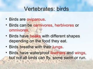 Vertebrates: birds
• Birds are oviparous.
• Birds can be carnivores, herbivores or
omnivores.
• Birds have beaks with different shapes
depending on the food they eat.
• Birds breathe with their lungs.
• Birds have waterproof feathers and wings,
but not all birds can fly, some swim or run.
 