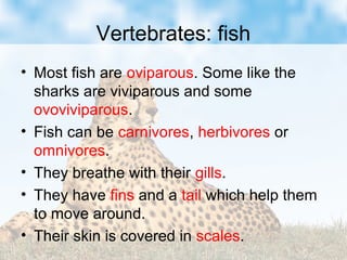 Vertebrates: fish
• Most fish are oviparous. Some like the
sharks are viviparous and some
ovoviviparous.
• Fish can be carnivores, herbivores or
omnivores.
• They breathe with their gills.
• They have fins and a tail which help them
to move around.
• Their skin is covered in scales.
 