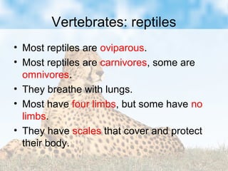 Vertebrates: reptiles
• Most reptiles are oviparous.
• Most reptiles are carnivores, some are
omnivores.
• They breathe with lungs.
• Most have four limbs, but some have no
limbs.
• They have scales that cover and protect
their body.
 