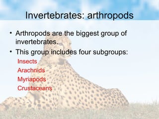 Invertebrates: arthropods
• Arthropods are the biggest group of
invertebrates.
• This group includes four subgroups:
Insects
Arachnids
Myriapods
Crustaceans
 