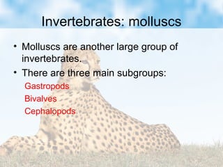 Invertebrates: molluscs
• Molluscs are another large group of
invertebrates.
• There are three main subgroups:
Gastropods
Bivalves
Cephalopods
 