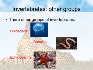 Invertebrates: other groups
• There other groups of invertebrates:
Cnidarians
Annelids
Echinoderms
 